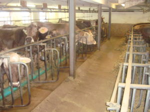 Должностная инструкция оператора животноводческого комплекса (механизированной фермы), занятого на обслуживании крупного рогатого скота (скотника), 5-го разряда